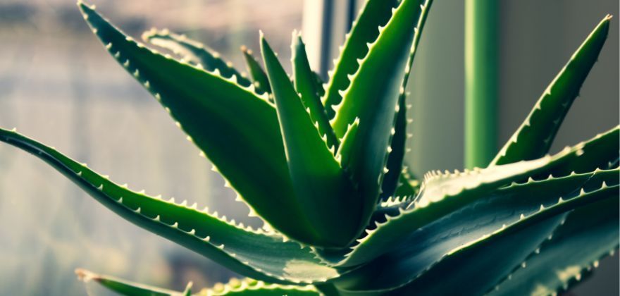 Bio Aloe vera z Guatemaly, nejvyšší kvalita pro vaši pleť