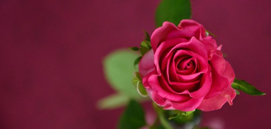 Kmenové buňky růže z Černého lesa: poznejte jejich výjimečné účinky pro vaši pleť